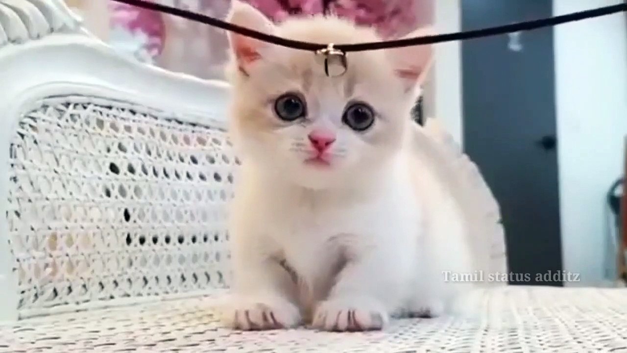 Cute_cat_reaction_WhatsApp_status_