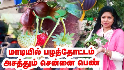 மாடியில் பழத்தோட்டம்.. அசத்தும் சென்னை பெண்! Terrace Fruit garden