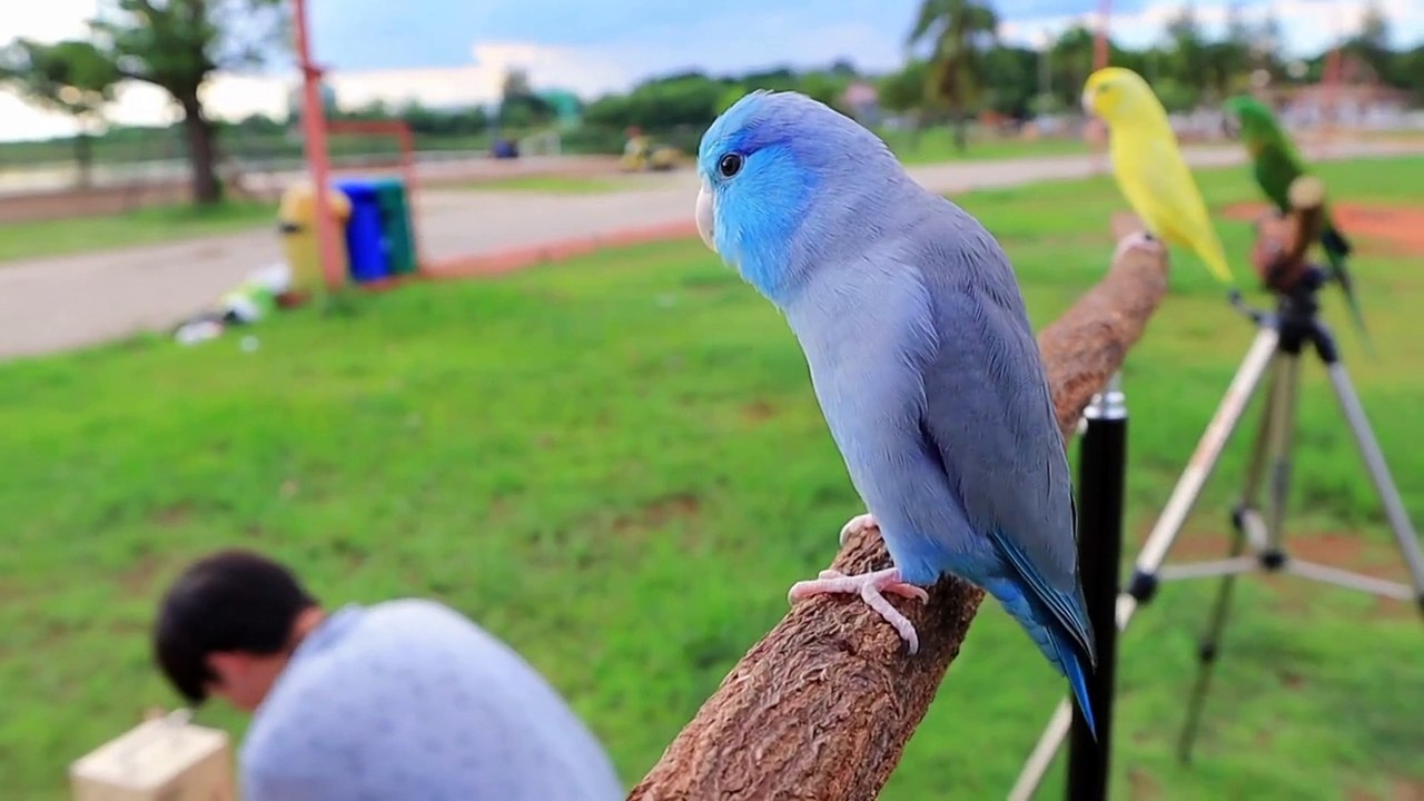 Parrotlets Making Love