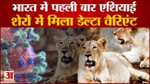 9 एशियाई शेरों में मिला डेल्टा वैरिएंट | Delta Variant in Asiatic Lions in Chennai Zoological Park
