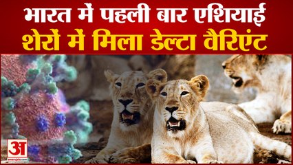 9 एशियाई शेरों में मिला डेल्टा वैरिएंट | Delta Variant in Asiatic Lions in Chennai Zoological Park