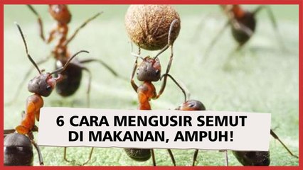 6 Cara Mengusir Semut di Makanan, Ampuh!
