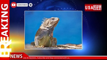 Georgia man accused of trying to sell duct-taped iguanas for $10 each