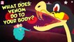 What Does Snake's Venom Do To Your Body? | Snake Venom Effects | Dr Binocs Show | Peekaboo Kidz