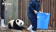 奶爸把桶给我放下
