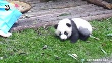 小哥我的猫笼掉了