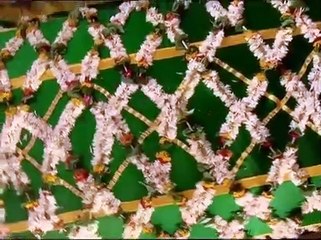 Upanishad Ganga Episode 5