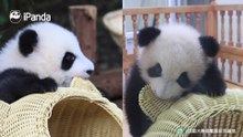 同样是咬耳朵你们更喜欢谁