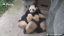 认真奶娃中