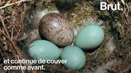 Le "parasitisme de couvée" chez les coucous
