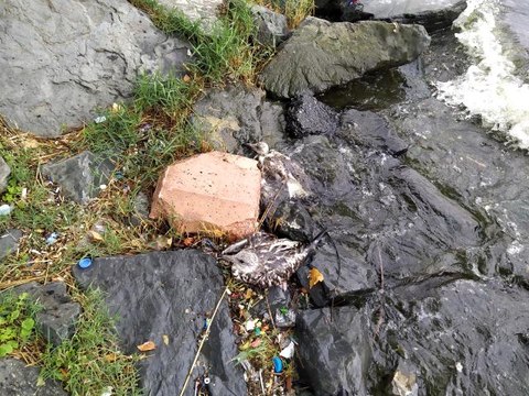 Son dakika haberi: Küçükçekmece Gölü'nde balık ölümlerinden sonra martı ölümleri