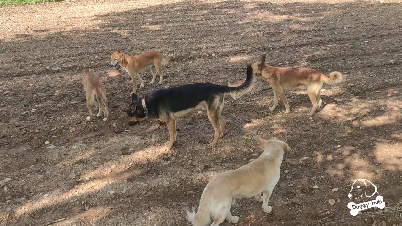 Why spend on home security when you have German Shepherd's Gang Lined Up| Doggy Hub