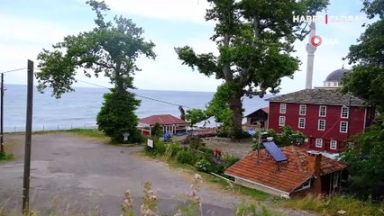 İki köy anlaşamadı, olan 812 yaşındaki çınar ağacına oldu