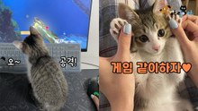 솜방망이 프로게이머 "집사 어시스트는 내가 해준다냥!"
