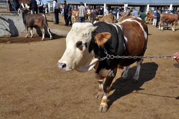 Kars'ta kurbanlık çok alan yok