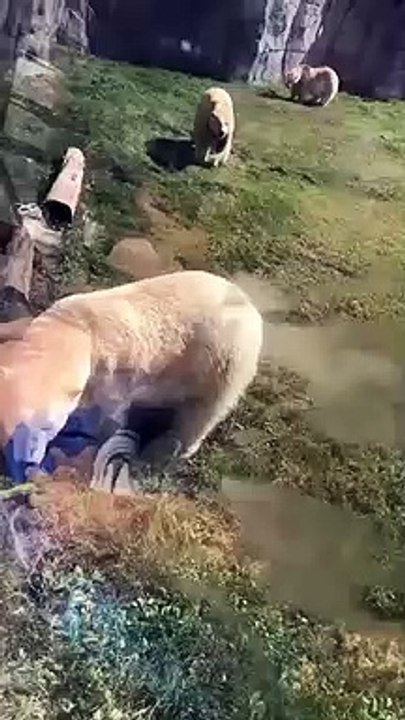 Polar Bear Trips Over Playing Tag
