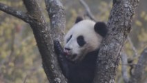 El oso panda ya no es una especie 