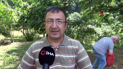 Antioksidan kaynağı kestane çiçekleri 'çay' oldu