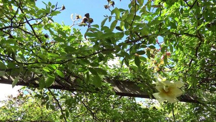 clip capitalo se xo-hypocrisie