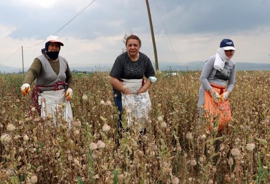 AFYONKARAHİSAR'DA HAŞHAŞ HASADI KURAKLIK NEDENİYLE ERKEN BAŞLADI