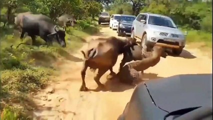 OMG! Leopard Clash Mistaken Buffalo Buffalo So Frenzied Attack Leopard Leopard, Buffalo, Lion