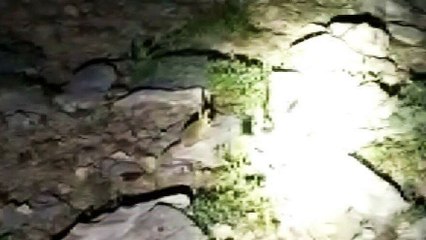 Tunceli’de nesli tükenme tehlikesi altında bulunan Arap tavşanı görüntülendi