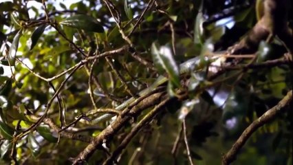 Oh my God Poisonous snake is defeated again by this small bird Rattlesnake vs Bird