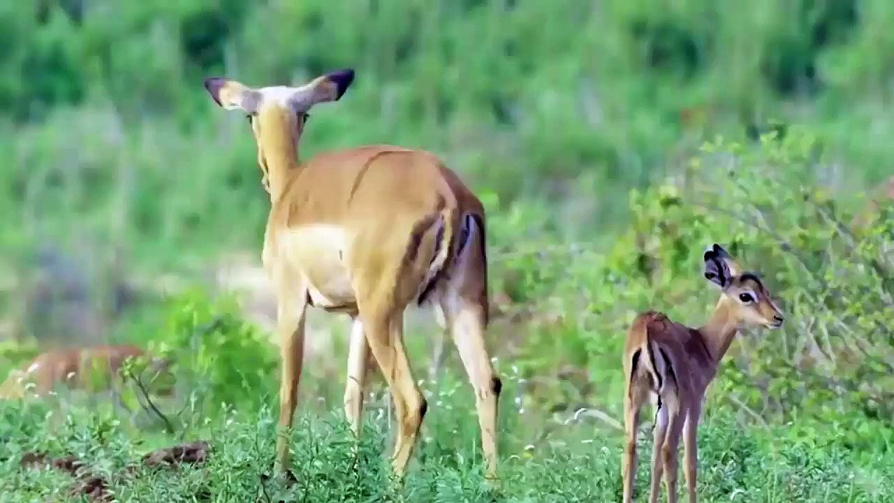 Warthog vs 3 Cheetah Father Warthog Tossing 3 Cheetah To The Air To Save His Childs