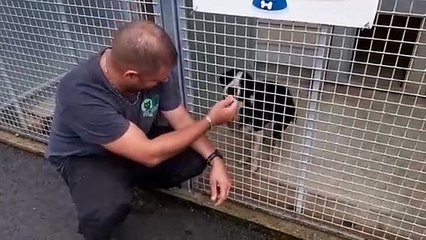 Les SPA sont débordées début juillet : l'animalier Florien et Turbo, un croisé Border visiblement laissé à l'abandon, au refuge de Besançon