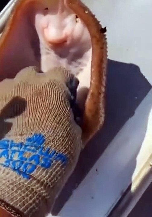 FUNNY FISH TICKLING