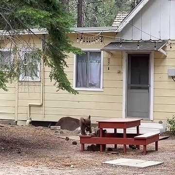 Bear Burrows Underneath House