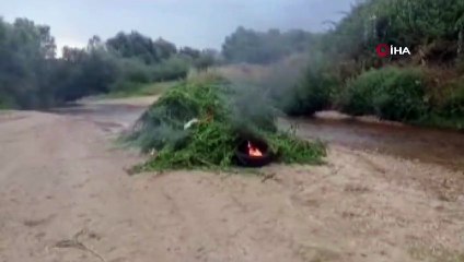 Kırklareli’nde 231 bin kök kenevir imha edildi