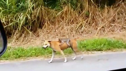 Köpekten 'insanlık' dersi