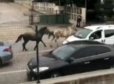 Bursa'da başıboş atlar trafiği birbirine kattı