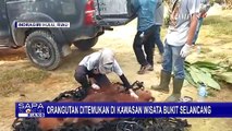 Video Amatir Warga Merekam Kemunculan Orangutan di Objek Wisata Bukit Selancang