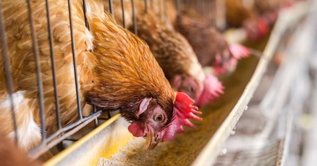 La Commission européenne s'engage à interdire l'élevage en cage d'ici 2027