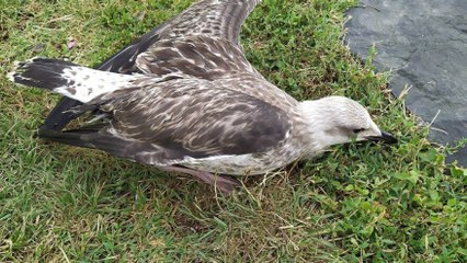 Balıklardan sonra martılar ölmeye başladı