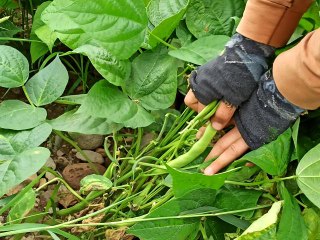 Afyonkarahisar'da 2 bin 900 dekar alanda ilk fasulye hasadı başladı
