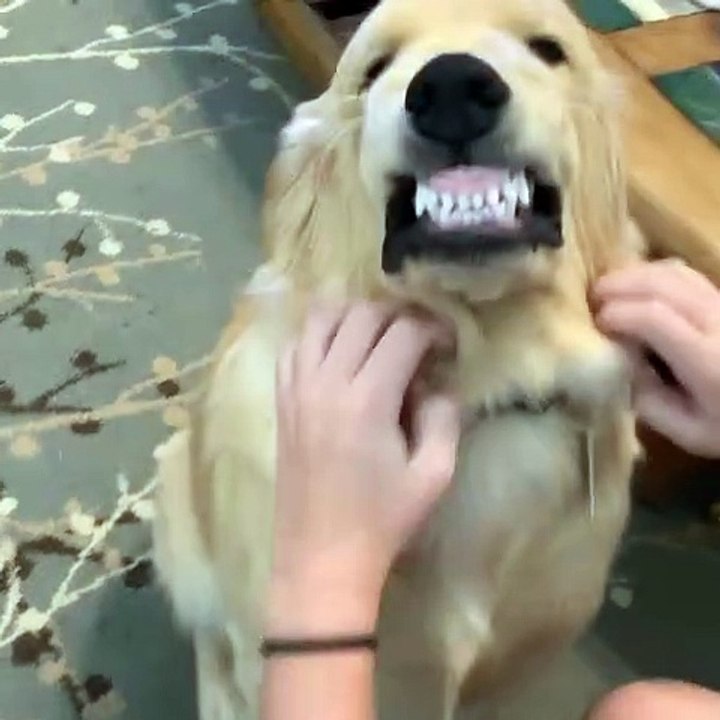 Scratches Make Dog Pull Strange Face