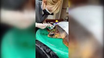 ÇANAKKALE - Gökçeada'da yaralı bulunan caretta caretta tedavi ediliyor