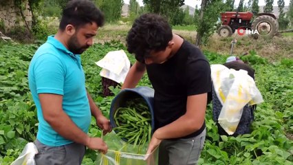 Afyonkarahisar'da 2 bin 900 dekar alanda ilk fasulye hasadı başladı