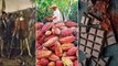 Chocolate History, Link With Aztecs And Mayans | Dark Chocolate Benefits || Oneindia Telugu