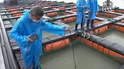 '물 폭탄' 바다로 유입...전복 200억 어치 폐사 위기 / YTN