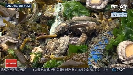 바다 양식장까지 덮친 폭우…전복 집단폐사로 수백억 피해