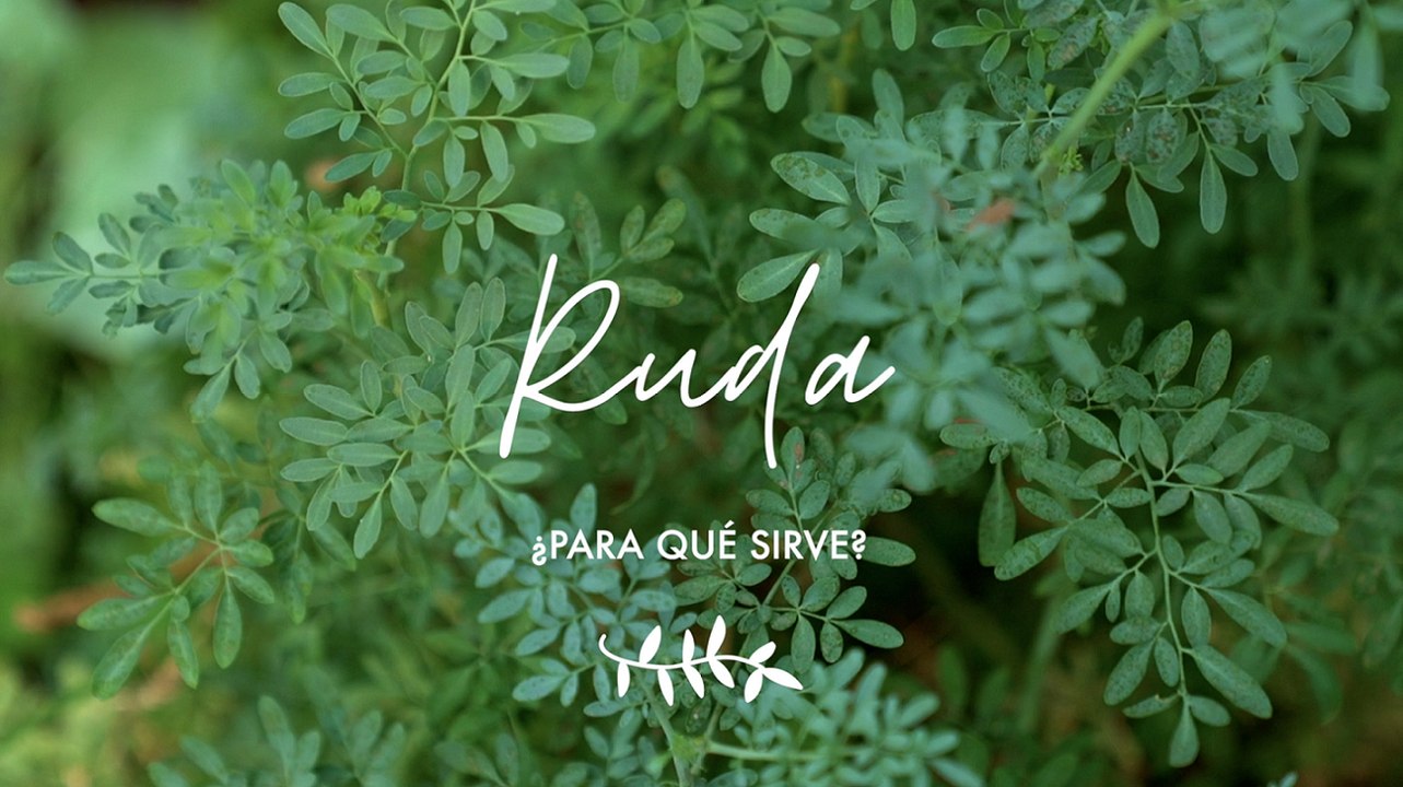 Ruda ¿para qué sirve - Propiedades medicinales