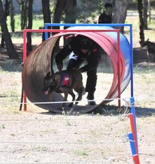 Nevşehir JAKEM Komutanlığında eğitilen köpekler yarıştı