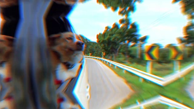 15 races de chien qui sont devenus populaires