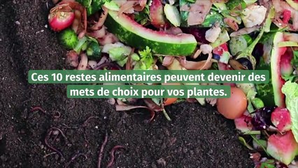Les restes alimentaires à garder et qui seront bénéfiques pour vos plantes