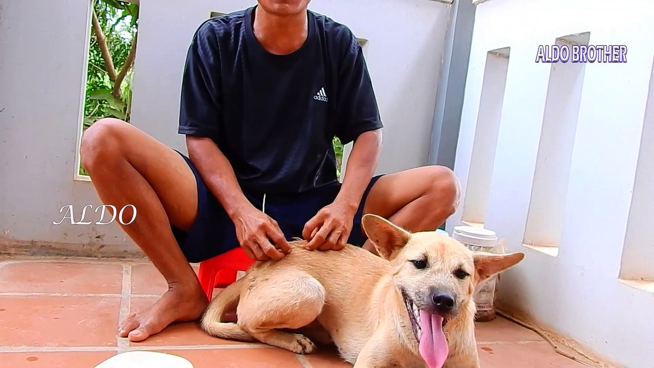 3=3950=OMG.. !! Ticks In Leg's ABU So Pity  ABU Remove Ticks By Itself