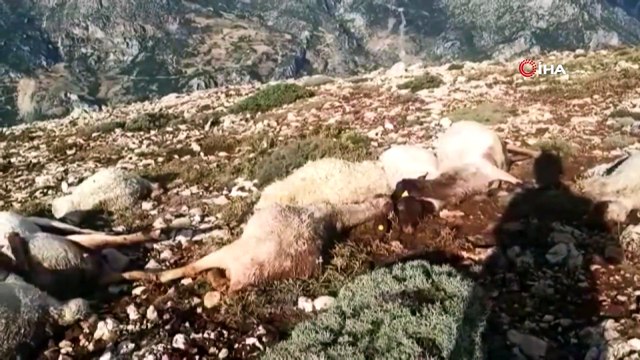 Kahramanmaraş'ta yıldırım düştü 86 koyun telef oldu
